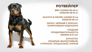 Собаки и люди: порода ротвейлер