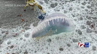 RI man stung by Portuguese man-of-war urges beachgoers to take warnings seriously