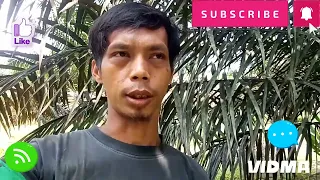 RAHASIA SAYA CARA MERAWAT DAN MENGURUS TANAMAN SAWIT, SERTA CARA PANEN YANG BENAR DGAN YANG TERBAIK.