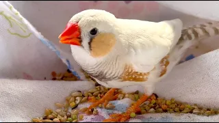 Zebra Finch Hard Worker Male & Relaxing Female 😆