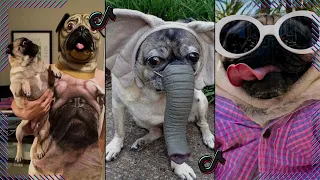😂 20 Minutes of Ultimate Funniest Animals 2023! 🐾 Best Animal Compilation for Non-Stop Laughter!