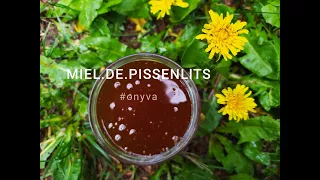 Comment faire un miel de pissenlits (ou cramaillotte) maison au pays des Ecrins