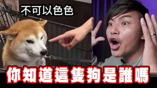 【我懂你不懂02】不可以色色柴犬是誰