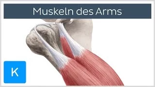 Muskeln des Arms - Ursprünge, Ansätze und Innervation - Anatomie des Menschen | Kenhub