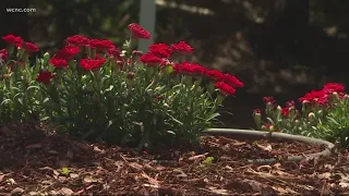 Flowers stolen from homeowners' gardens