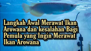 Tips Cara Merawat Ikan Arwana Bagi Pemula