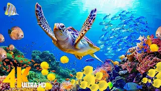 The Ocean 4K - Sea Animals for Relaxation, Beautiful Coral Reef Fish in the Ocean (4K ULTRA HD)