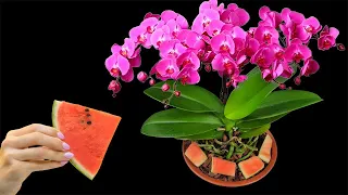 With just watermelon, orchid roots grow continuously and flowers bloom all year round