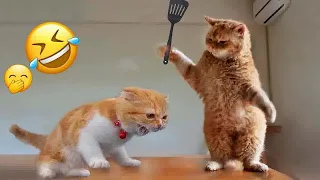 😂🐱 Best Cats and Dogs Videos 😍❤️ Funny Animal Moments # 17