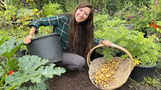 Potato Reveal - Second Early 'Charlotte' Potato Harvest Grown In Pots / Homegrown Garden