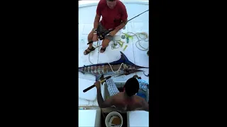 Fishing in the Dominican Republic. Blue Marlin 110 lb. ( Голубой марлин на 50 кг ).