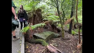 Healesville Sanctuary Adventure