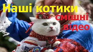 Наші котики найкумедніші / смішні відео з українськими котами