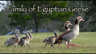 Family of Egyptian Geese 🦤🦤🐥🐥🐥🐥🐥