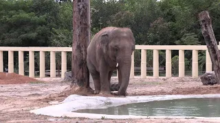 Kaavan enjoys new pool at Cambodia wildlife sanctuary