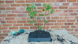 🌱Backyard Bonsai #5 🌱 How to make a small Maple forest bonsai using very little money