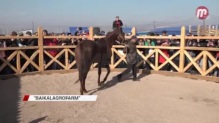 «Baikal Agro Farm»