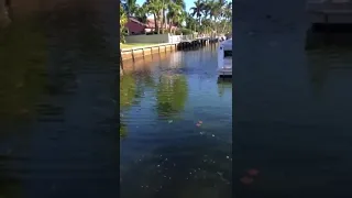 Algae Bloom Full Effect! Fort Lauderdale Dead End Canal Disgusting