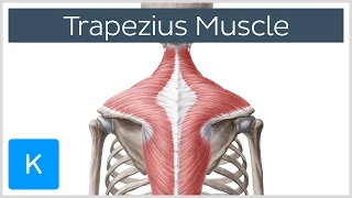Trapezius Muscle - Origin, Insertion, Actions - Human Anatomy | Kenhub