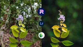 Blur Image Background | Mobile Photo Editing Tutorial | Lightroom Color Grading | PhotoRoom Edit