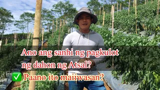 Paano maiiwasan ang pangungulot ng dahon ng atsal? #atsal#bukidnon #sweetpeppers