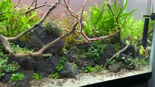 LAVA ROCK JUNGLE: (Low Tech Aquascape Tutorial)