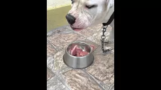 Pit bull raw feeding