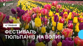 35 км від Луцька: на Волині стартував фестиваль тюльпанів "Волинська Голландія"