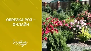 Обрезка роз – онлайн