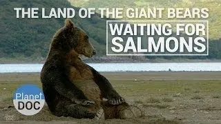 The Land of the Giant Bears, Waiting for Salmon | Nature - Planet Doc Full Documentaries