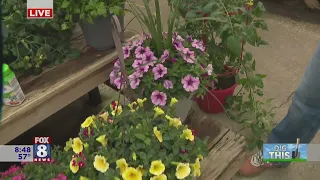 How to create a beautiful container garden for Mom