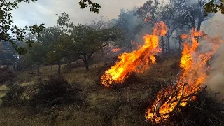 Fire Ecology of Table Rocks