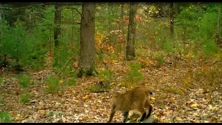 Trail Cam Highlights Fall 2019