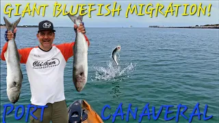 GIANT Bluefish Migration In Florida! Kayak Fishing At Port Canaveral!