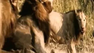 Herd of Buffalo Fighting With a Lions - Animals Documentary 2015 - Wild National Geographi