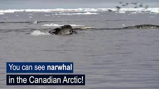 See Narwhal in the Canadian Arctic | Arctic Kingdom