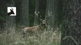Red deer rut 2012. Deer stalking in Poland. Rykowisko Mazury 2012.