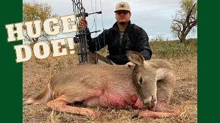 BOWHUNTING Whitetail DEER in the TEXAS HILL COUNTRY! BIG Doe Down!