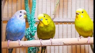 Hot footages of my lovely parakeets chirping. 3 Hr handsome male’s unique love songs to females.