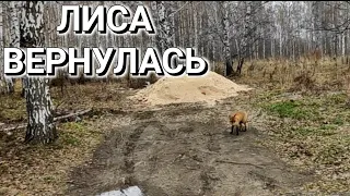 ЛИСА ВЕРНУЛАСЬ И ПРОВОЖАЕТ МЕНЯ