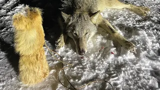 Последние секунды жизни волчицы. Terrible video of the death of a wolf.