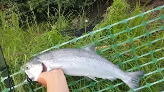 Kenai River sockeye salmon fishing information update July 2018 (Рыбалка на Аляске)