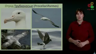 Зоология позвоночных. Разнообразие птиц (Литвинова Е. М.)