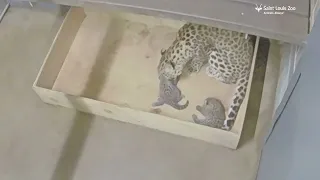 Amur leopard cubs at the Saint Louis Zoo