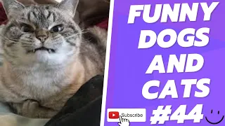 Funny Animal Videos 2022  Best Dogs And Cats Videos 😺😍 # 44