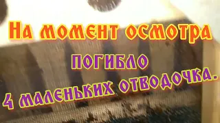 Пчелопавильон Вятичь48. Контроль зимовки.