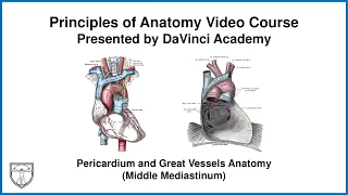 Pericardium and Great Vessels Anatomy (Middle Mediastinum) [Thorax Anatomy 9 of 16]