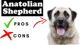 Anatolian Shepherd Dog Pros And Cons | Anatolian Shepherd Dog The Good AND The Bad !!