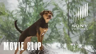 A Dog's Way Home - New Friends Movie Clip - At Cinemas Now