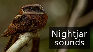 The sounds of Madagascar nightjar